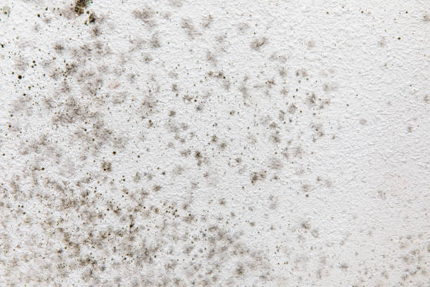 Best Mold Remediation for Healthcare Facilities  in Sebring, FL