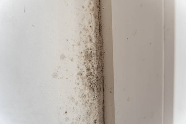 Best Residential Mold Inspection & Testing  in Sebring, FL